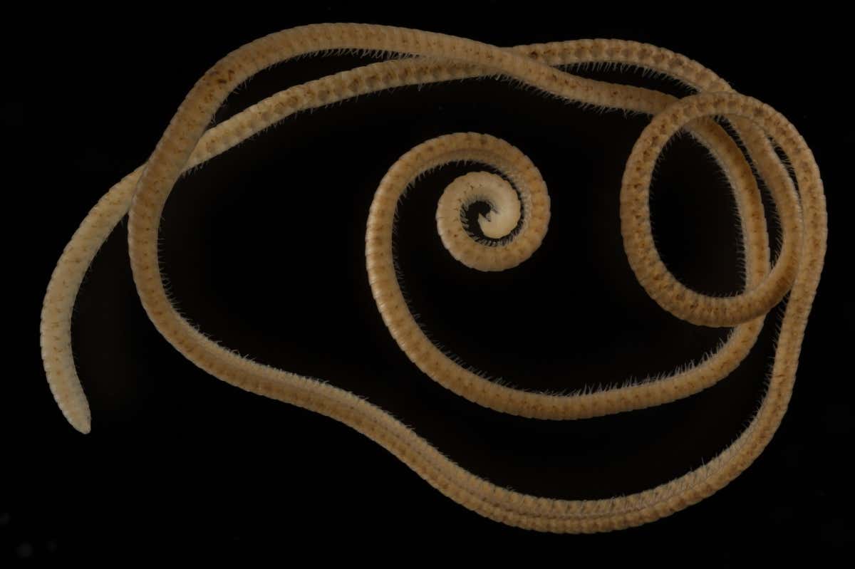 New Scientist. Science news and long reads from expert journalists, covering developments in science, technology, health and the environment on the website and the magazine.