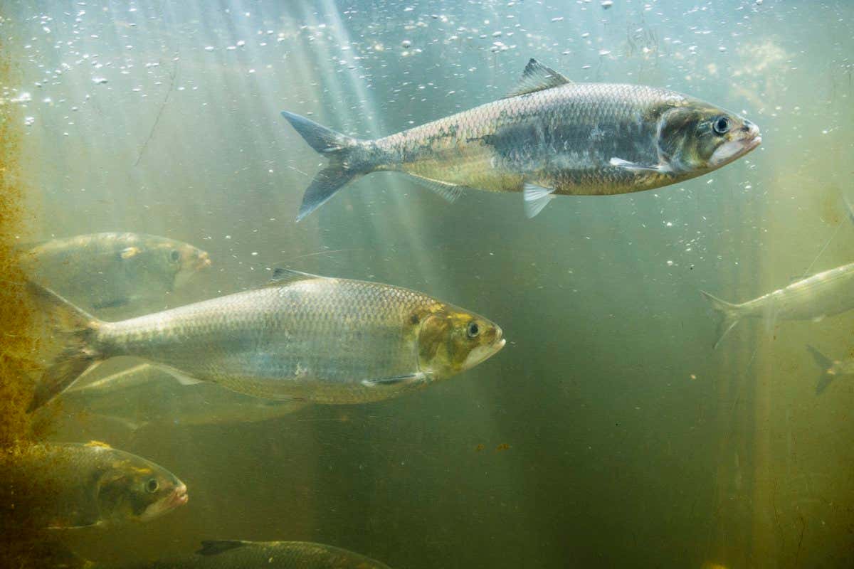 SACO, ME - JUNE 10: American Shad swim past the observation window in Brookfield Renewables', Cataract hydro electric station fish passage on the Saco River, in Saco, on Thursday, June 09, 2016. (Photo by Carl D. Walsh/Portland Portland Press Herald via Getty Images)