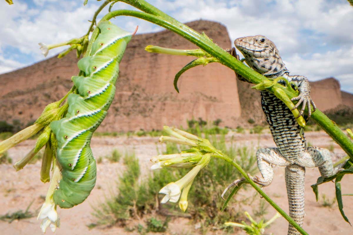Programme Name: The Green Planet - TX: n/a - Episode: Deserts (No. n/a) - Picture Shows: *NOT FOR PUBLICATION UNTIL 00:01HRS, THURSDAY 16TH DECEMBER, 2021* Coyote tobacco (Nicotiana attenuata), Utah, United States. When a tobacco leaf is attacked by a hornworm caterpillar (Manduca sexta) it produces nicotine. This toxin slows the caterpillars down but it also causes them to release a distinctive scent. The odour is detected by predators, including whiptail lizards, that protect the tobacco by eating the caterpillars. - (C) BBC Studios - Photographer: Paul Williams