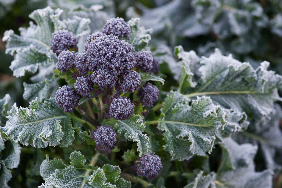 Brassica oleracea - Early purple sprouting broccoli covered in frost in a vegetable garden