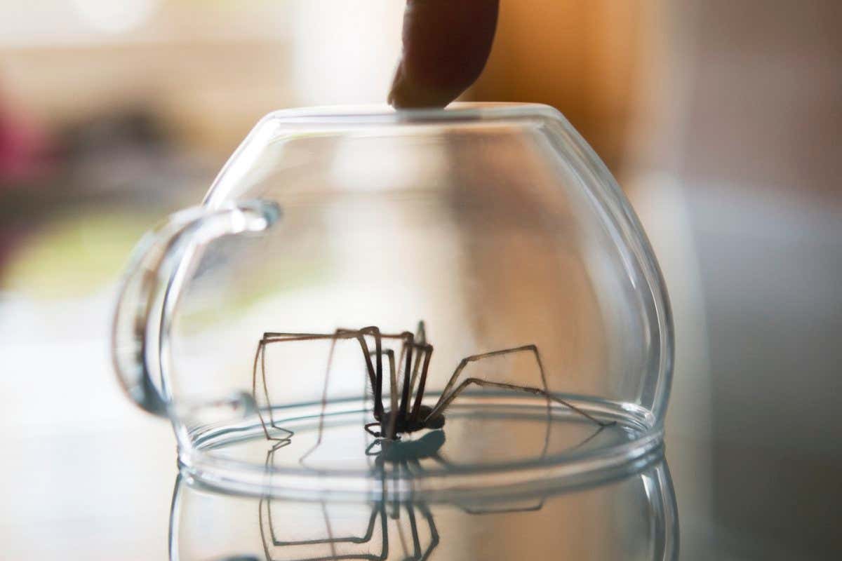 A spider has been caught in a glass tea cup