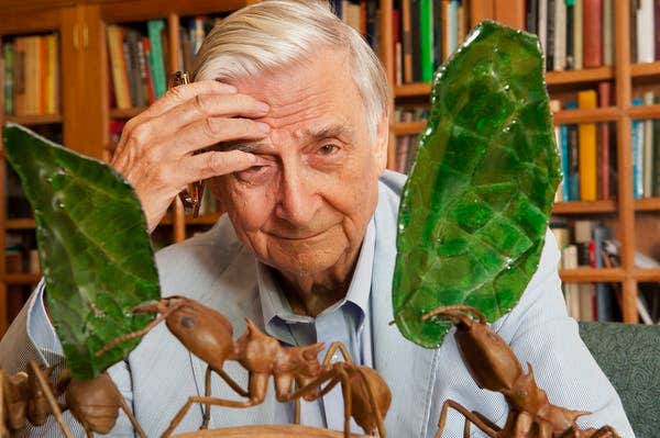 Biologist E.O. Wilson with models of his life’s greatest subject, ants.