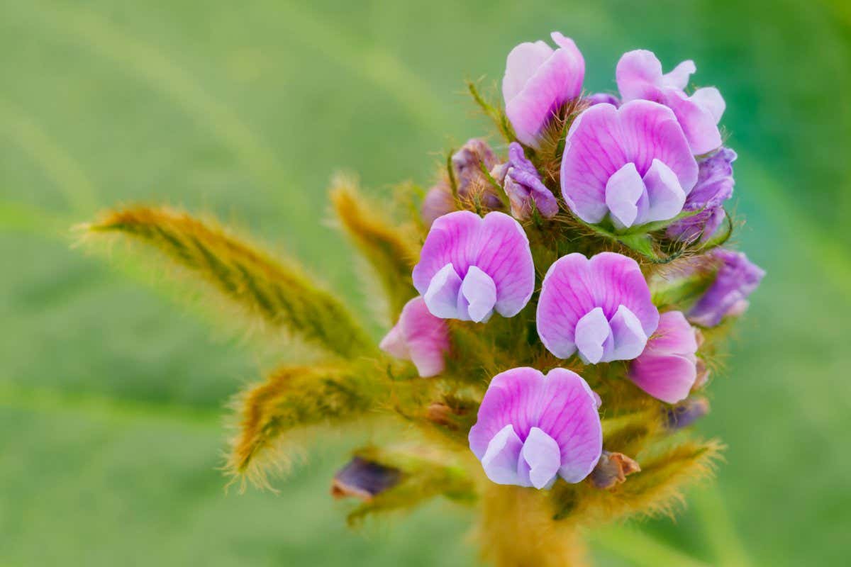Young soybean plant with flowers, close up macro. Small growing flowering soy, closeup. Purple soybeans bloom