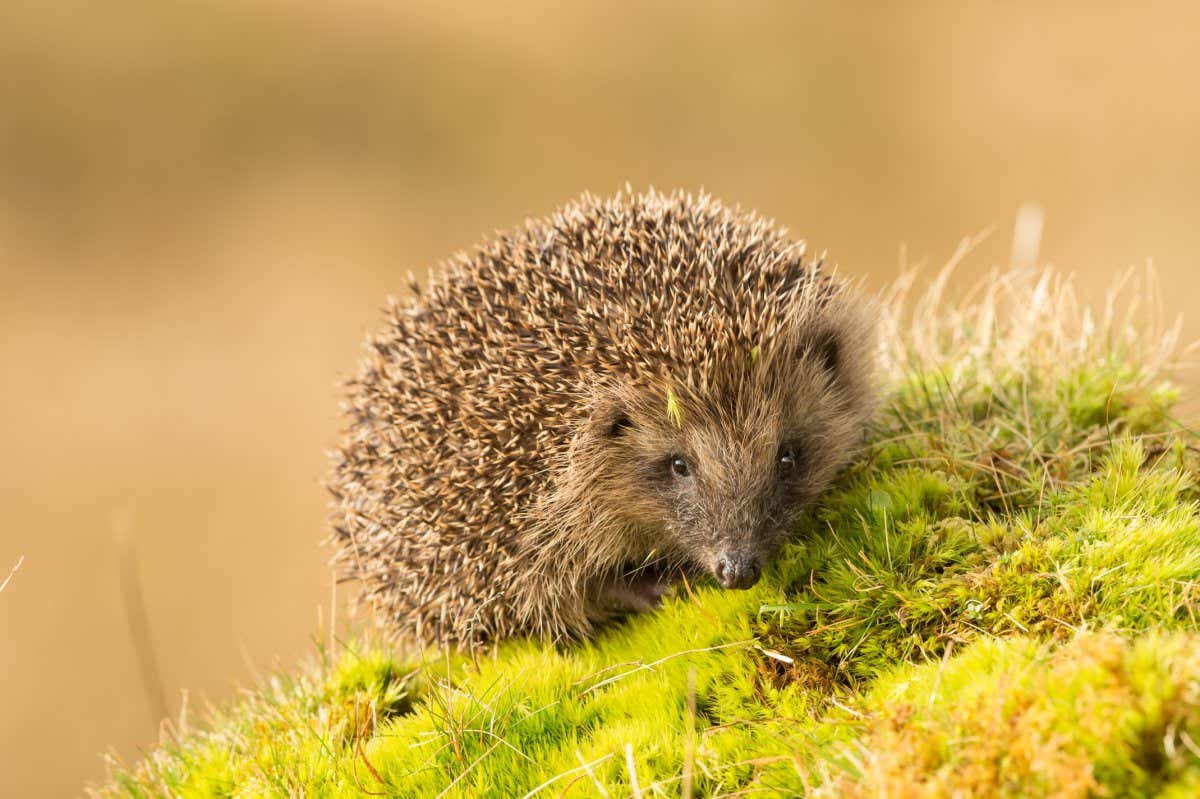 Hedgehog, wild, native, European hedgehog in natural woodland habitat on green moss and facing forward. Blurred background. Scientific name: Erinaceus europaeus. Copy space Horizontal.; Shutterstock ID 1031156368; purchase_order: -; job: -; client: -; other: -