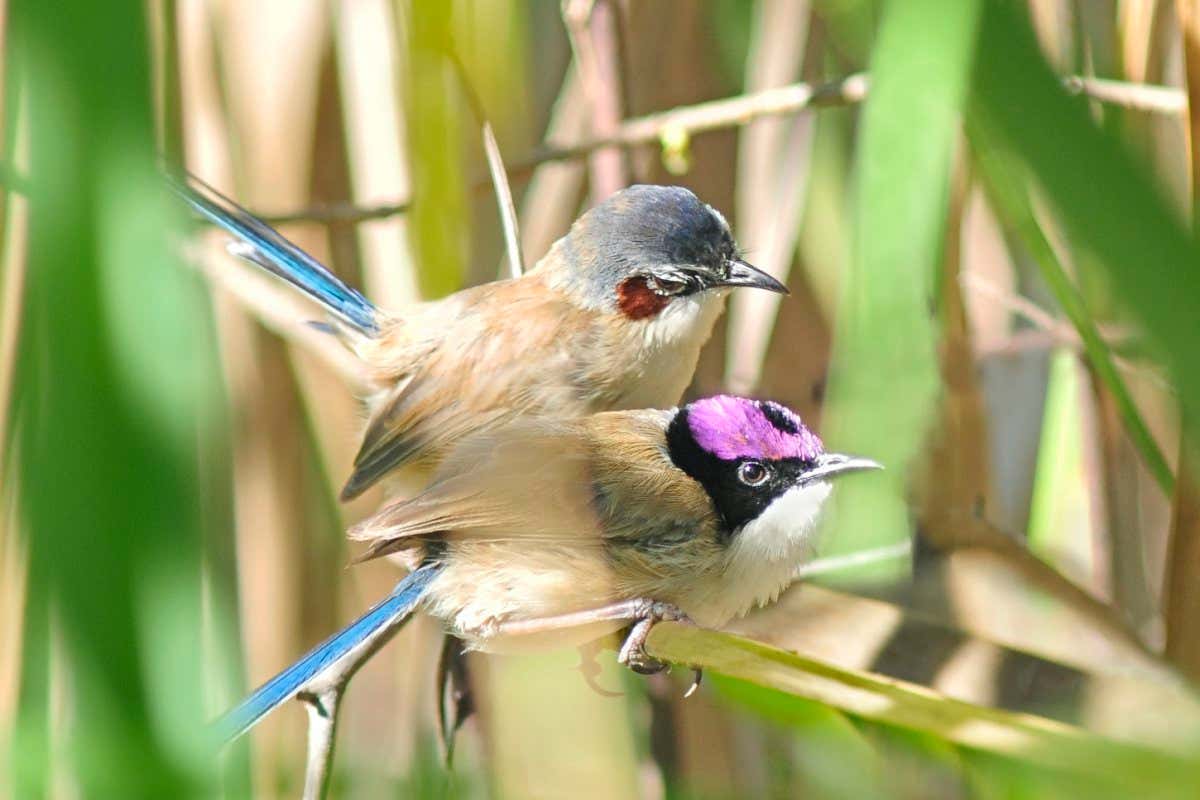 Purple-crowned fairy-wrens
