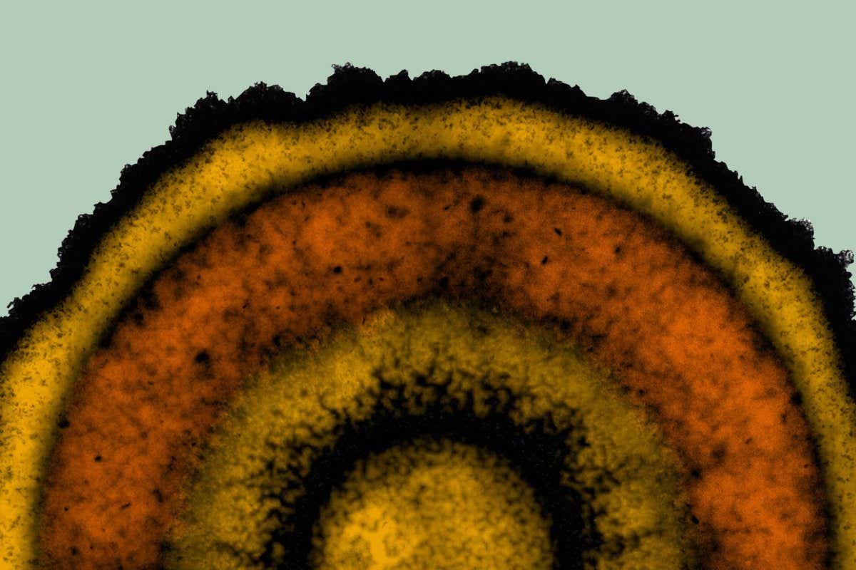 Bacillus subtilise biofilm