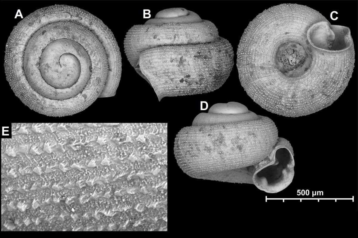Angustopila coprologos