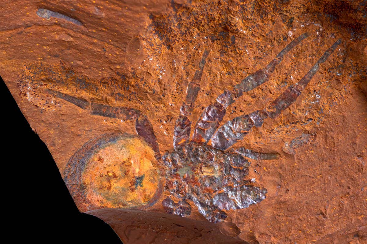 Image of a mygalomorph spider