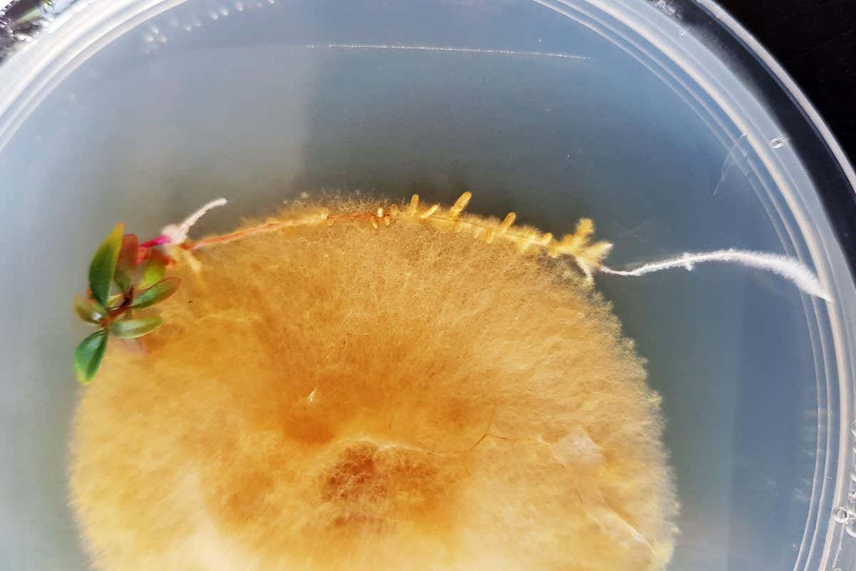 P. microcarpus mycorrhizal root tips