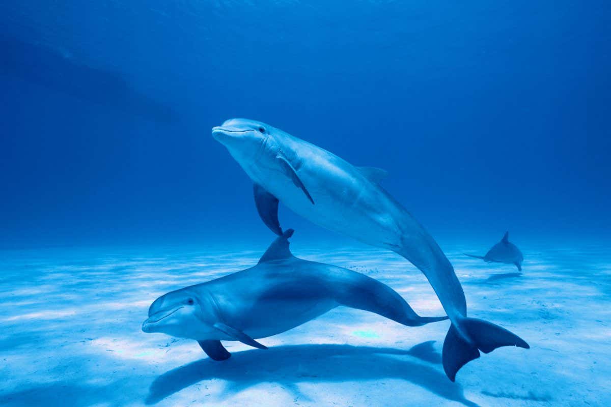 Bottlenose dolphins swim off the coast of South Carolina