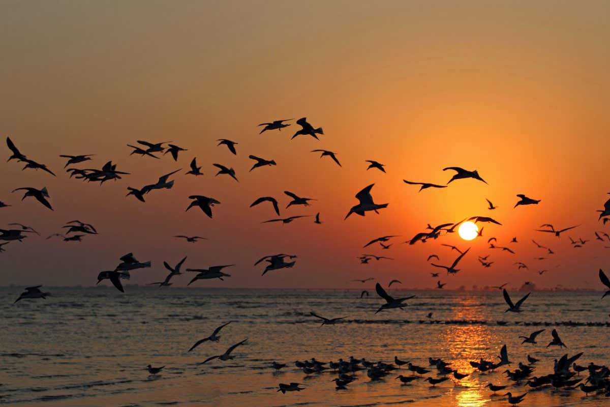 EBNCMR black skimmer (Rynchops niger), flock of black skimmers flying at sunset, USA, Florida