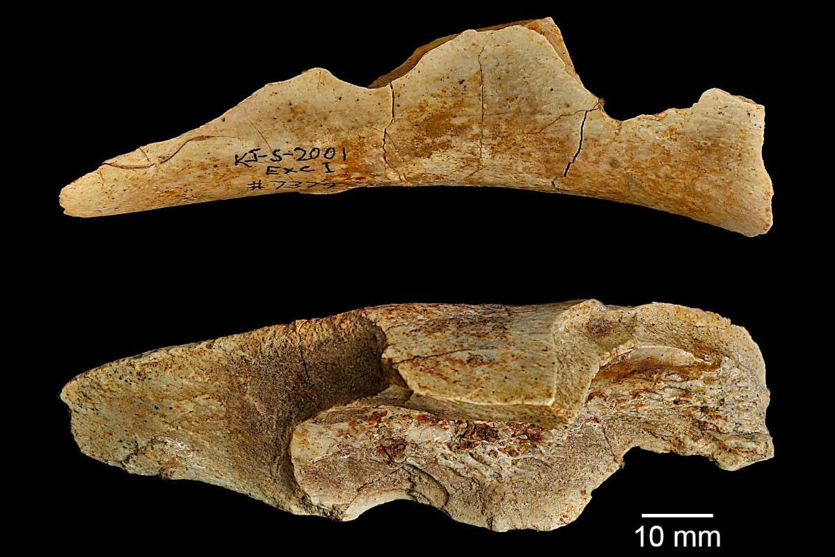 percussion notches on large bovid humerus