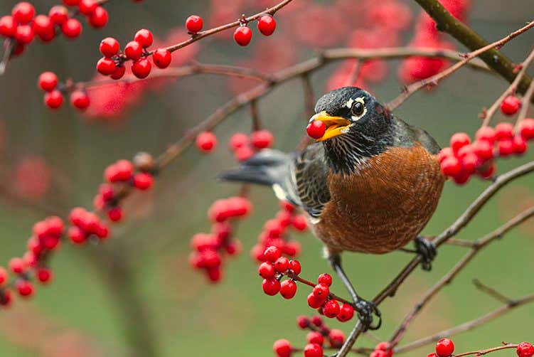 An American robin eats a winterberry
