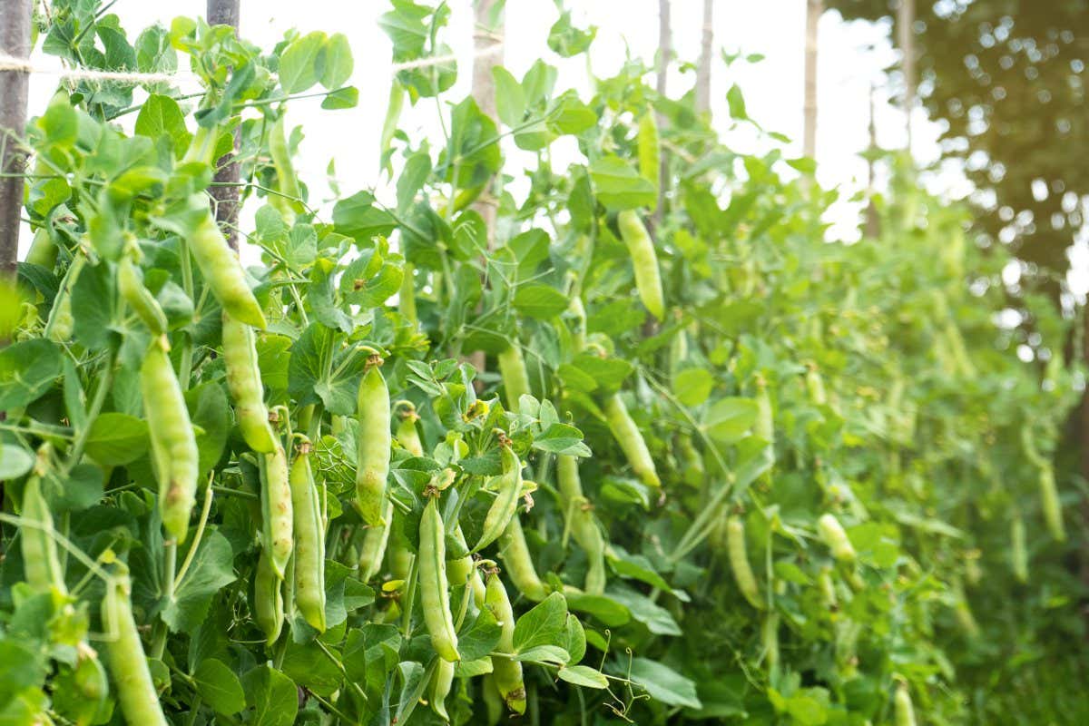Green young peas growing in a greenhouse - fresh healthy organic food, agriculture business concept.; Shutterstock ID 2019455228; purchase_order: -; job: -; client: -; other: -
