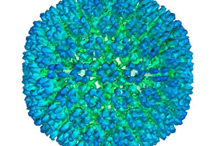 Mandatory Credit: Photo by Uncredited/AP/Shutterstock (12759755a) This image provided by U.S. Department of Health and Human Services shows an illustration of the outer coating of the Epstein-Barr virus, one of the world's most common viruses. New research is showing stronger evidence that Epstein-Barr infection could set some people on the path to later developing multiple sclerosis Multiple Sclerosis-Virus - 13 Jan 2022