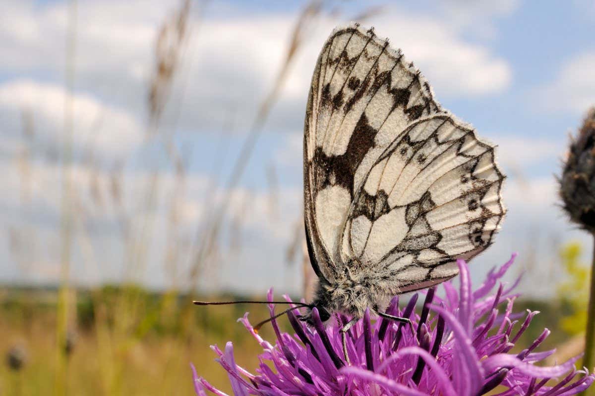 Marbled white butterfly (Melanargia galathea), feeding on Greater knapweed flower (Centaurea scabiosa), Wiltshire, England