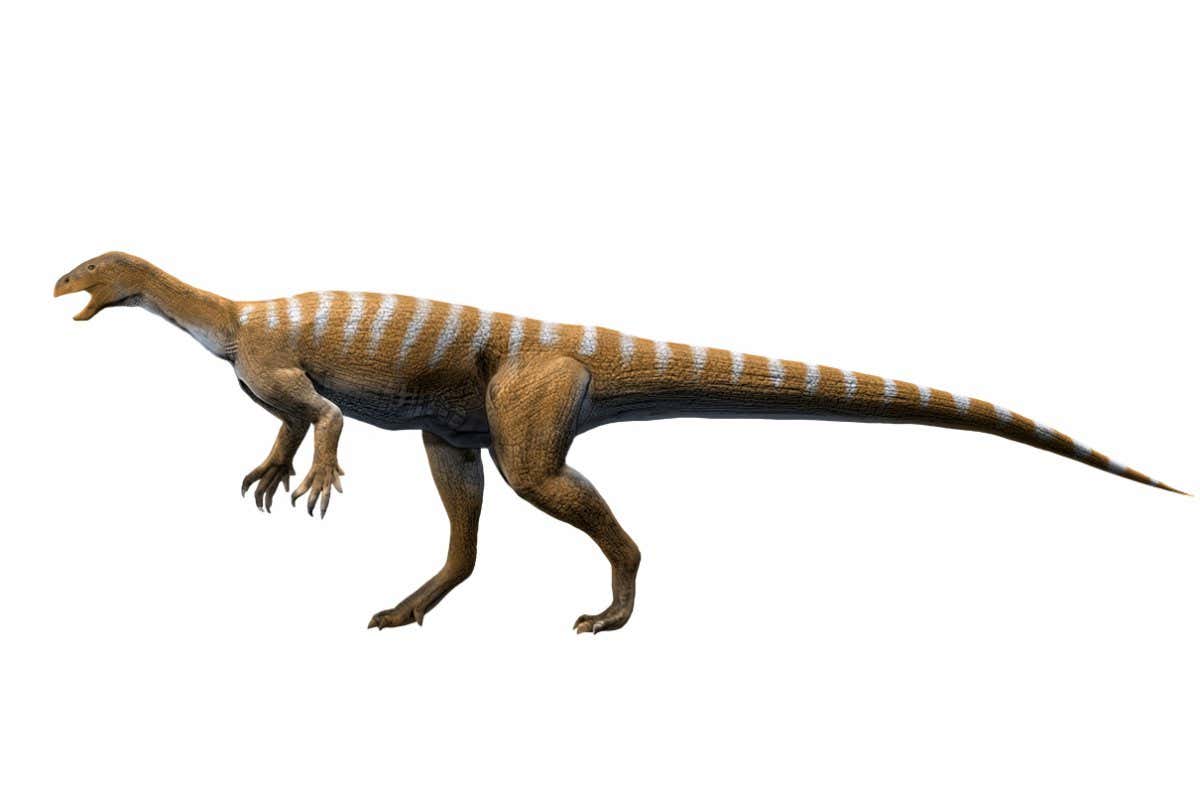 Thecodontosaurus antiquus, Late Triassic of The United Kingdom. Illustration.