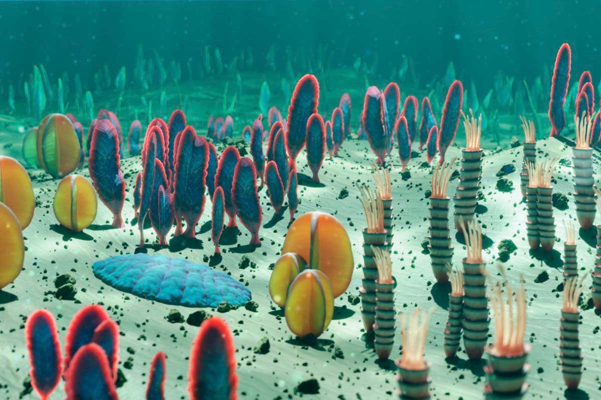 Illustration of animals that existed during the Ediacaran period (around 635 to 542 million years ago). This period at the end of the Proterozoic era was characterised by the emergence of the first multicellular animals. These were bottom-dwelling marine animals and included Swartpuntia (green, lower left), Cloudina (with stacked rings and tentacles, right), the frond-like Charnia (centre, red and blue), and Charniodiscus (background, blue-green).