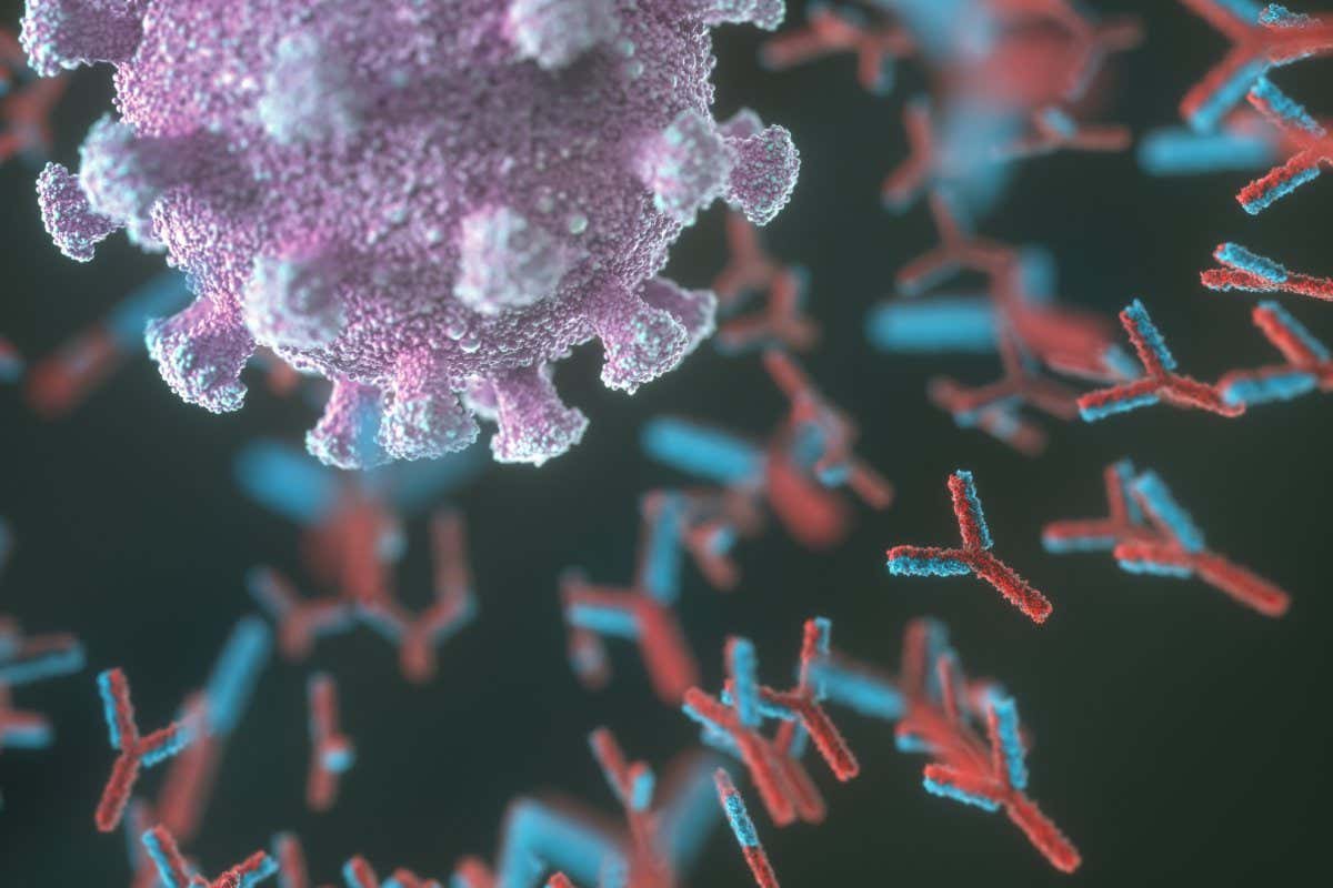 antibodies (red and blue) responding to an infection with the new coronavirus SARS-CoV-2 (purple). The virus emerged in Wuhan, China, in December 2019, and causes a mild respiratory illness (covid-19) that can develop into pneumonia and be fatal in some cases. The coronaviruses take their name from their crown (corona) of surface proteins, which are used to attach and penetrate their host cells. Once inside the cells, the particles use the cells' machinery to make more copies of the virus. Antibodies bind to specific antigens, for instance viral proteins, marking them for destruction by other immune cells.