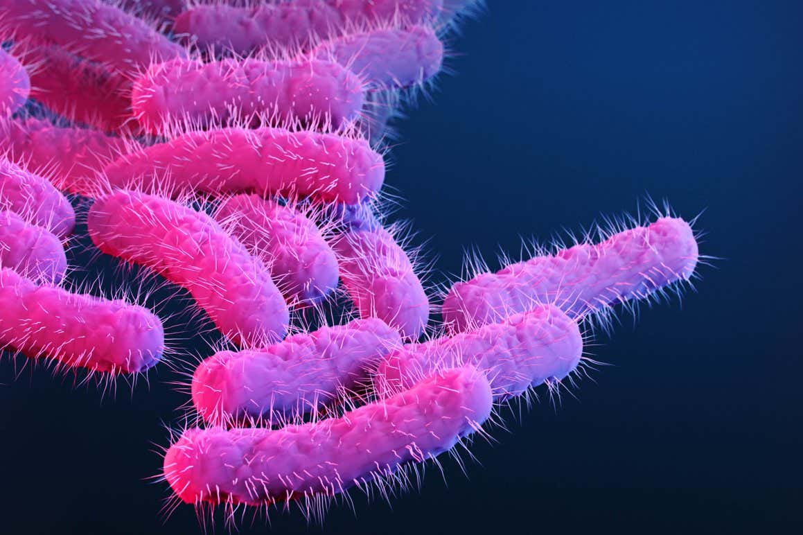 This is a medical illustration of drug-resistant, Shigella sp. bacteria, presented in the Centers for Disease Control and Prevention (CDC) publication entitled, Antibiotic Resistance Threats in the United States, 2019 (AR Threats Report)