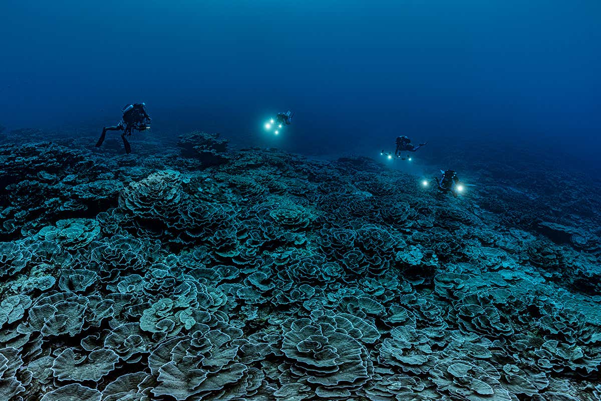 Divers uncover pristine coral reef off the coast of Tahiti