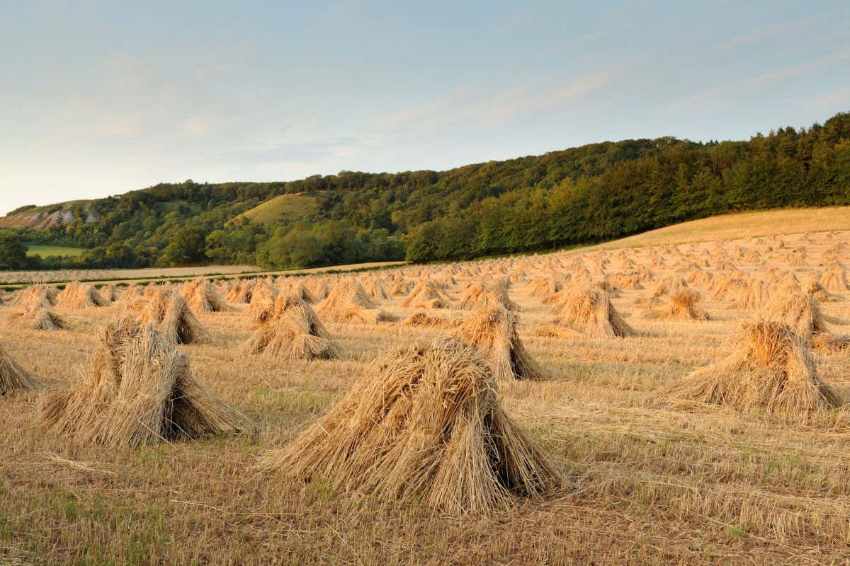 CEM5EK Traditional stacks of Wheat, known as stitches, in a field in Somerset, UK.