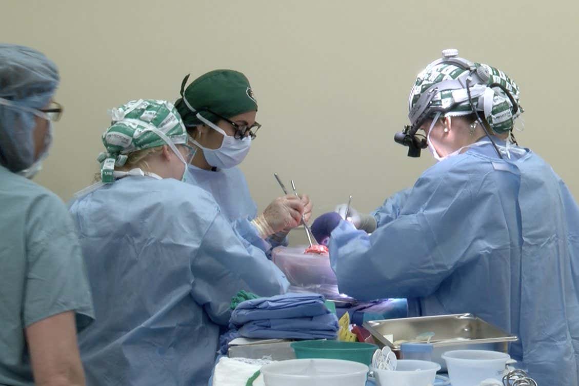 Caption: The porcine kidneys are prepared on the backbench for transplantation into the brain-dead recipient. Left to right: Paige Porrett, M.D., Ph.D., Sara Macedon, Natalie Budd, and Jayme Locke M.D. Photo taken by Jeff Myers, UAB