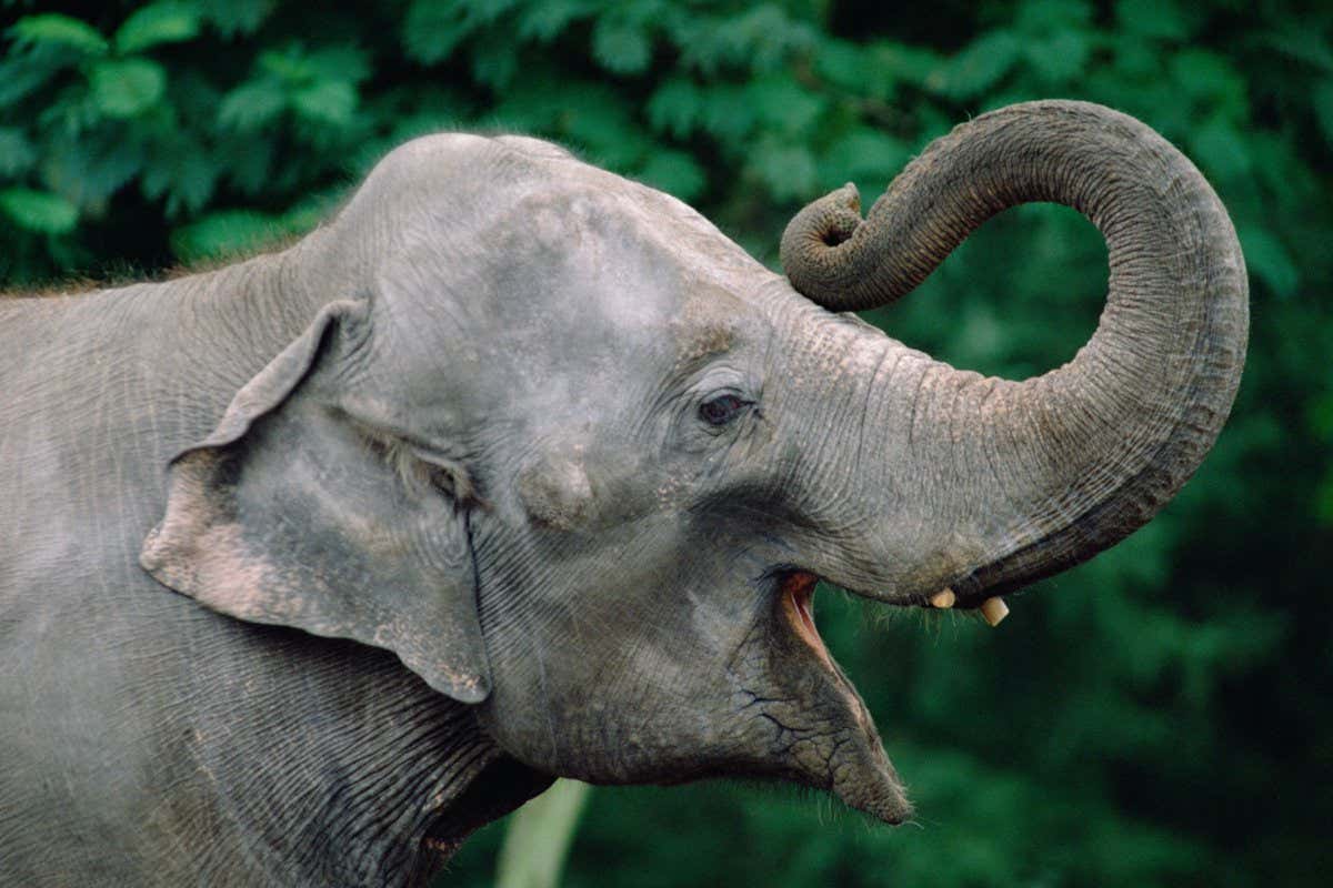 Asian Elephant
