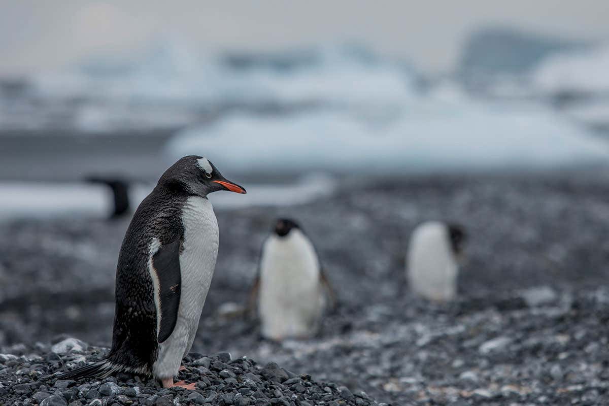 Gentoo Penguins on Andersson Island