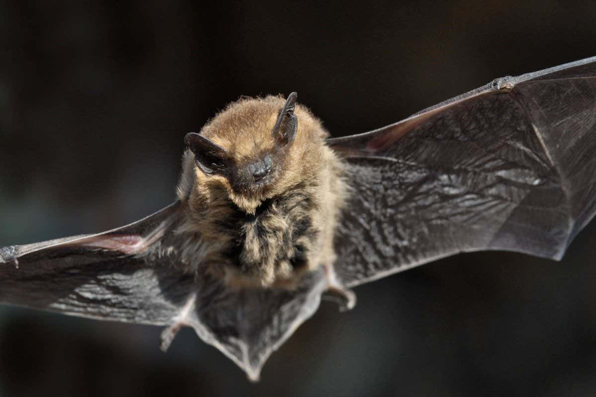 C5E974 Pipistrelle bat (Pipistrellus pipistrellus)
