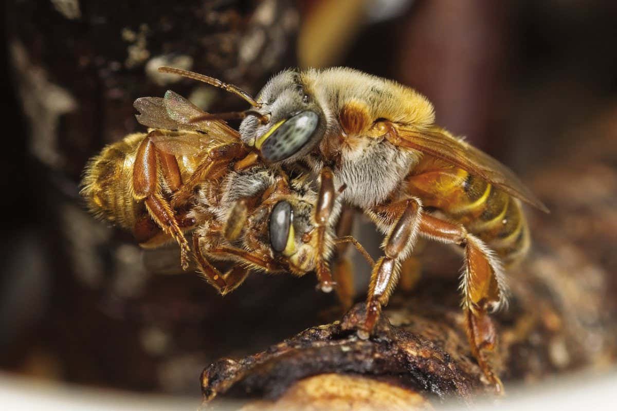 A worker bee is attacking a newly emerged queen