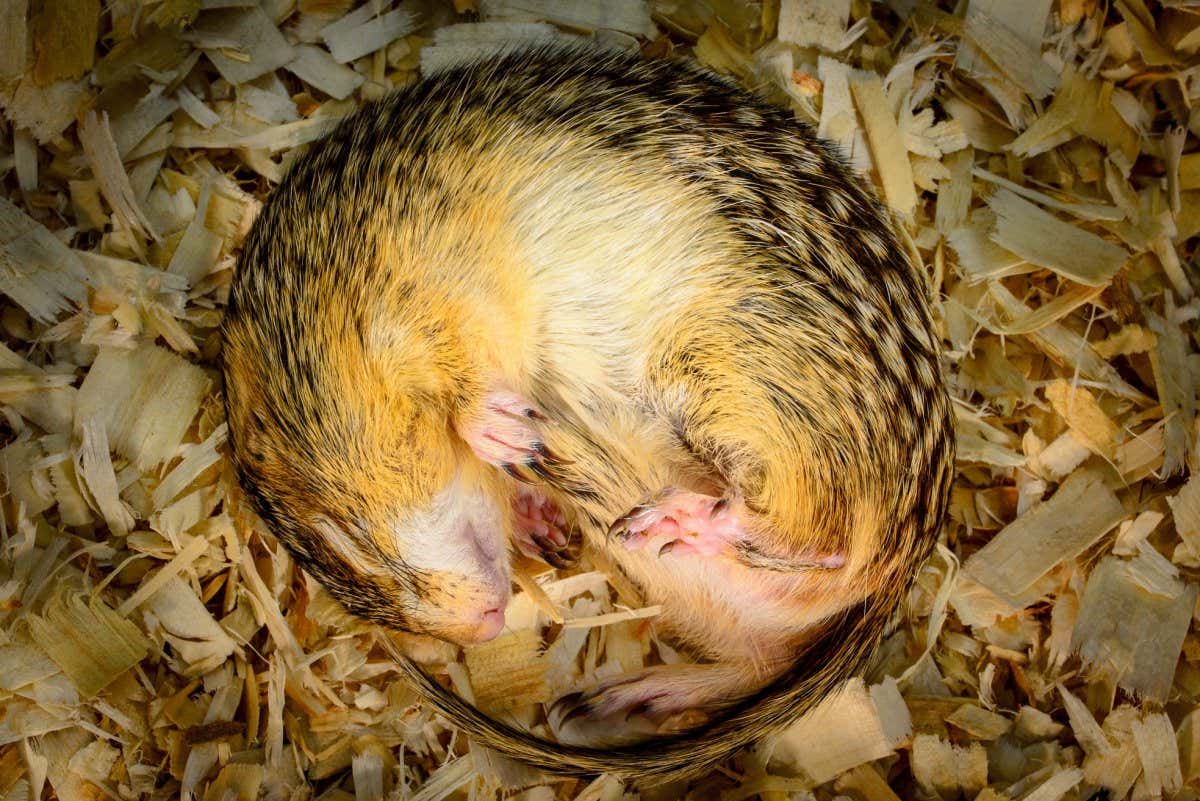 Hibernating thirteen-lined ground squirrel