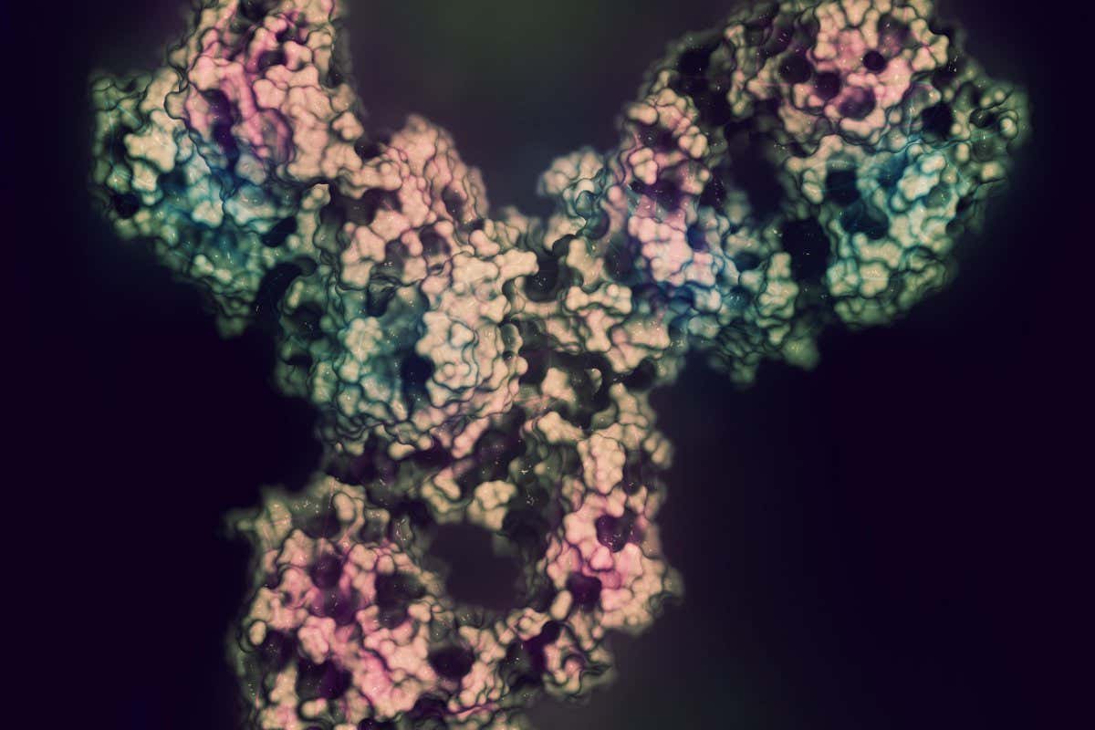 Pembrolizumab monoclonal antibody drug protein. Immune checkpoint inhibitor targetting PD-1, used in the treatment of a number of cancers.