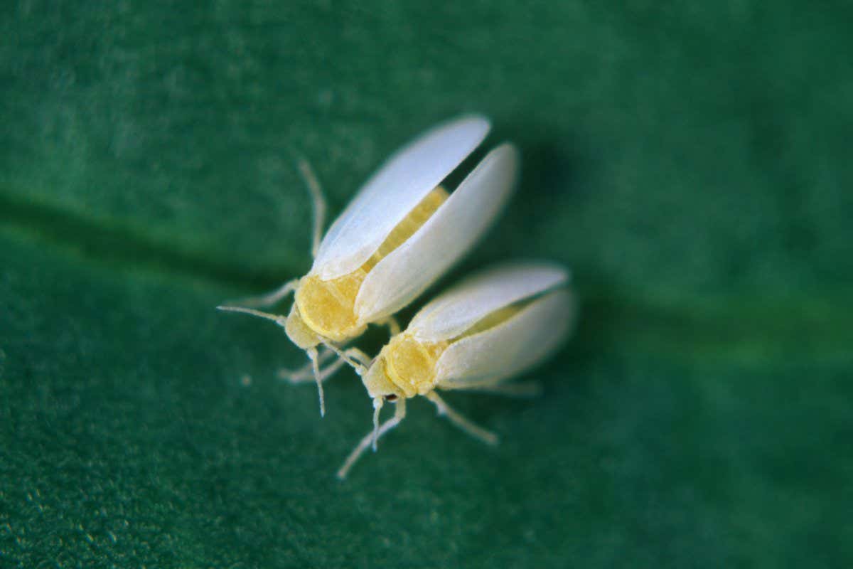 Cotton whitefly Bemisia tabaci adults male female