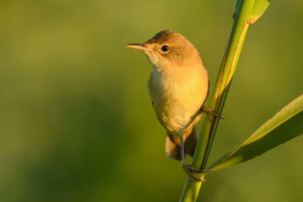 Eurasian Reed-Warbler/Sitting on a cane; Shutterstock ID 1499909096; purchase_order: -; job: -; client: -; other: -