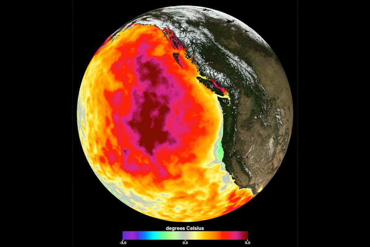 This data image shows the monthly average sea surface temperature for May 2015. Between 2013 and 2016, a large mass of unusually warm ocean water--nicknamed the blob--dominated the North Pacific, indicated here by red, pink, and yellow colors signifying temperatures as much as three degrees Celsius (five degrees Fahrenheit) higher than average. Data are from the NASA Multi-scale Ultra-high Resolution Sea Surface Temperature (MUR SST) Analysis product.