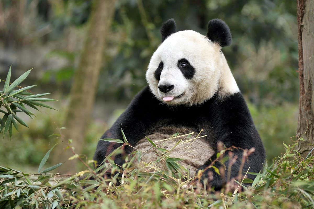 W982GH --FILE--Female giant panda Tian Tian, or Sweetie, eats bamboo at the YaAn Bifengxia Base of China Conservation and Research Centre for the Giant Panda