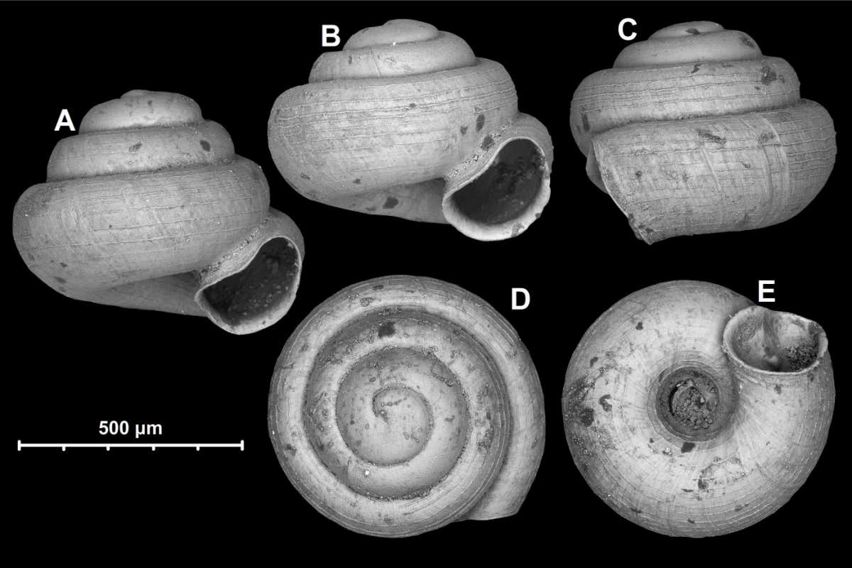 Angustopila psammion