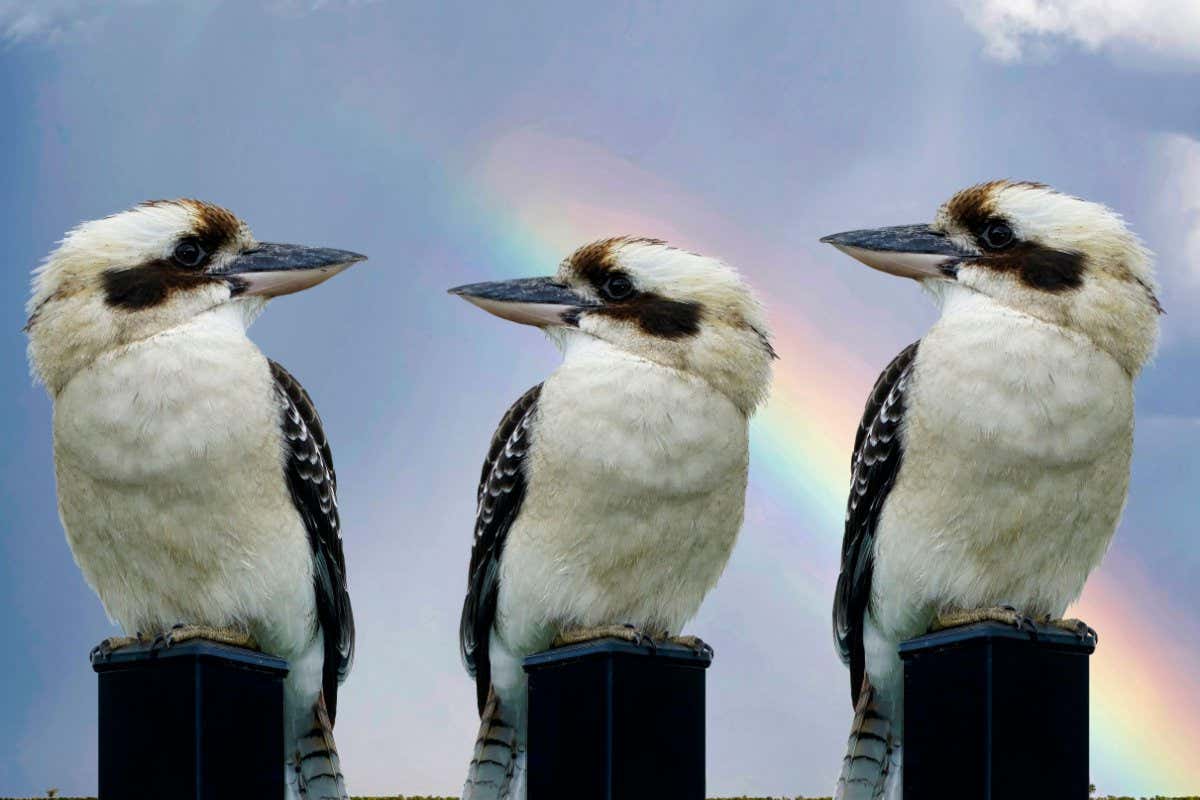 Three kookaburras sitting on steel post with rainbow in the background