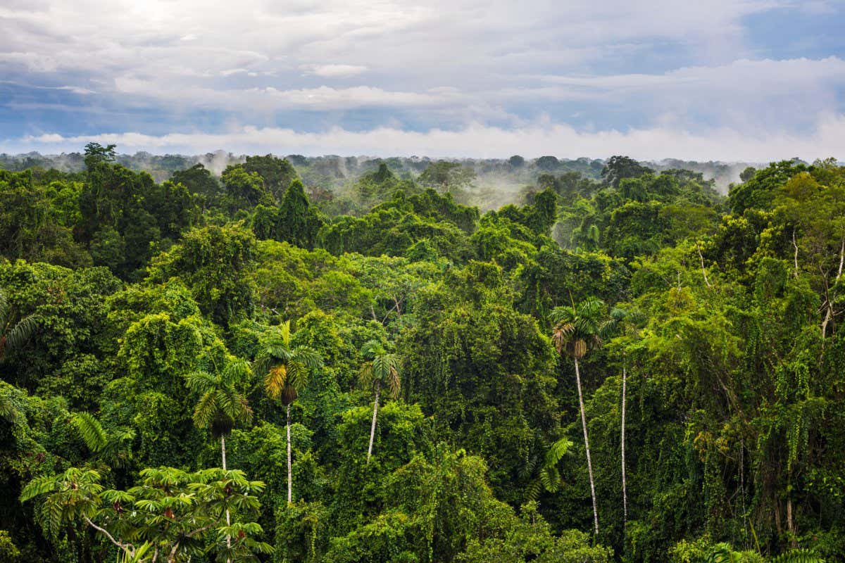 Amazon Rainforest