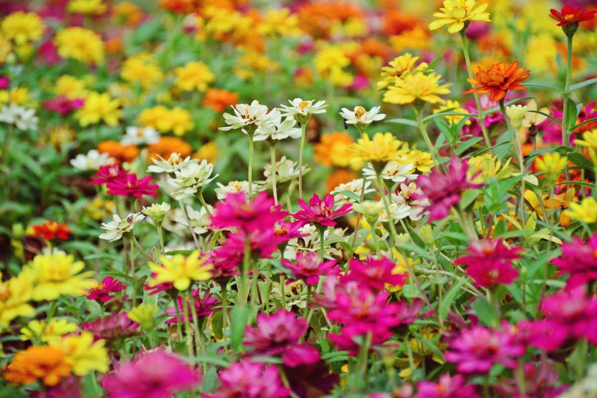 texture of colorful Zinnia flower meadow; Shutterstock ID 551808031; purchase_order: -; job: -; client: -; other: -