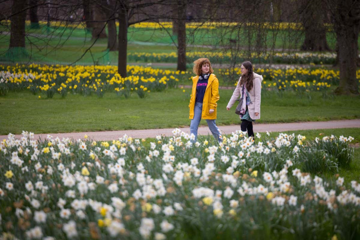 People walk past daffodils in Green Park in central London on March 26, 2021. (Photo by Tolga Akmen / AFP) (Photo by TOLGA AKMEN/AFP via Getty Images)