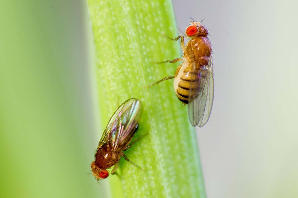 Fruit flies
