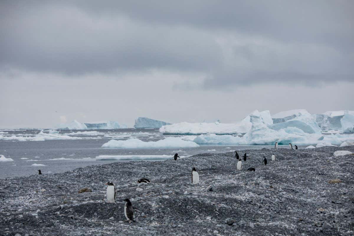 New penguin colonies not previously known to science have been found in the Antarctic by researchers from Stony Brook University. These include a new gentoo penguin colony never before recorded at Andersson Island, on the east side of the Antarctic Peninsula. This is one of the southmost records for Gentoo penguins breeding on the eastern side of the Antarctic Peninsula, where until recently it was far too icy for the more temperate Gentoo penguin to successfully raise chicks. Before this discovery, only one solitary Gentoo nest had been found this far south, but researchers have now discovered a colony of 75 gentoo nests.
