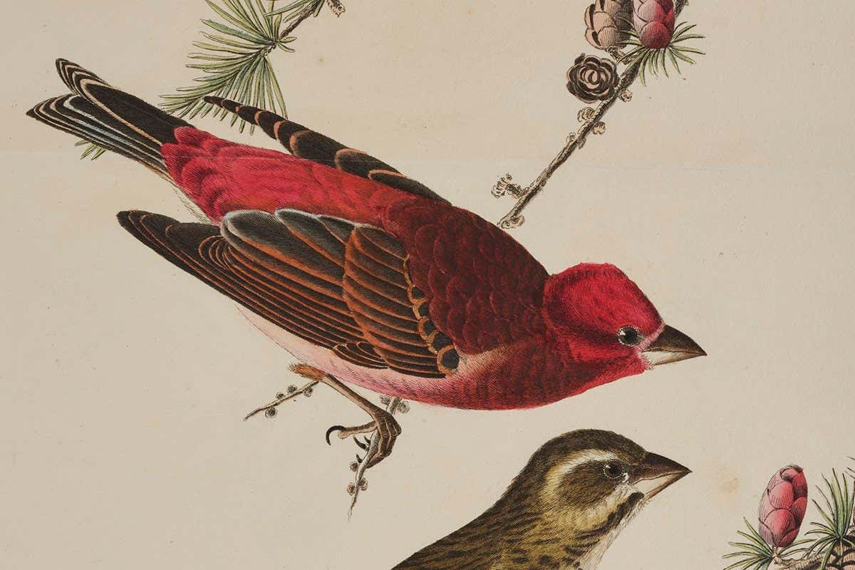 Print depicting Purple Finches