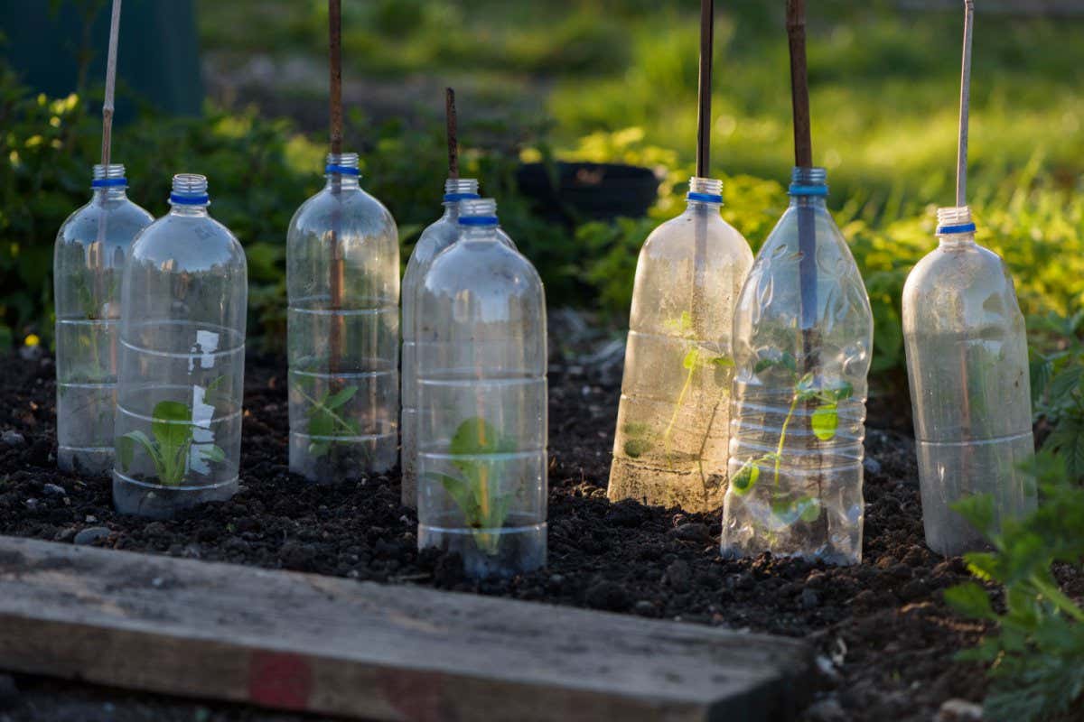 Plastic bottle cloches protecting lettuce and pea shoots