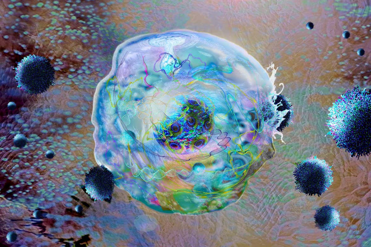 Illustration of CAR (chimeric antigen receptor) T cell immunotherapy, a process that is being developed to treat cancer. T cells (one at centre), part of the body's immune system, are taken from the patient and have their DNA (deoxyribonucleic acid) modified by viruses (spiky spheres) so that they produce chimeric antigen receptor (CAR) proteins. These proteins will be specific to the patient's cancer. The modified T cells are then multiplied in the laboratory before being reintroduced to the patient.