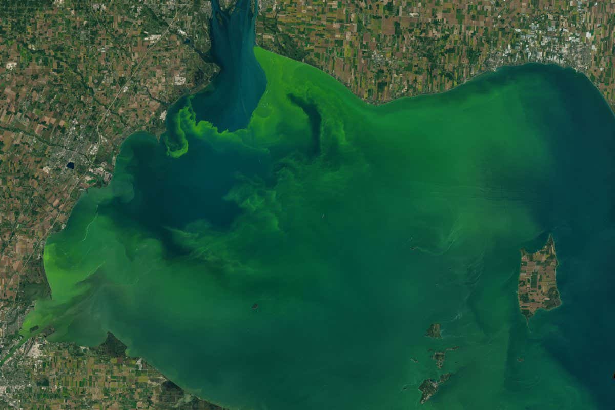 On September 26, 2017, the Operational Land Imager (OLI) on the Landsat 8 satellite captured these natural-color images of a large phytoplankton bloom in western Lake Erie. According to the National Oceanic and Atmospheric Administration, the bloom contains microcystis, a type of freshwater cyanobacteria. These phytoplankton produce toxins that can contaminate drinking water and pose a risk to human and animal health (skin irritant, respiratory distress) when there is direct contact. A few days earlier, the Moderate Resolution Imaging Spectroradiometer (MODIS) on NASA?s Terra satellite captured a wider view of the lake. Blooms tend to thrive in Lake Erie during summer, sustained by warm water temperatures and nutrients from farm runoff. This year, the bloom has been ongoing since mid-July. NASA Earth Observatory image by Joshua Stevens, using Landsat data from the U.S. Geological Survey. Caption by Kathryn Hansen.