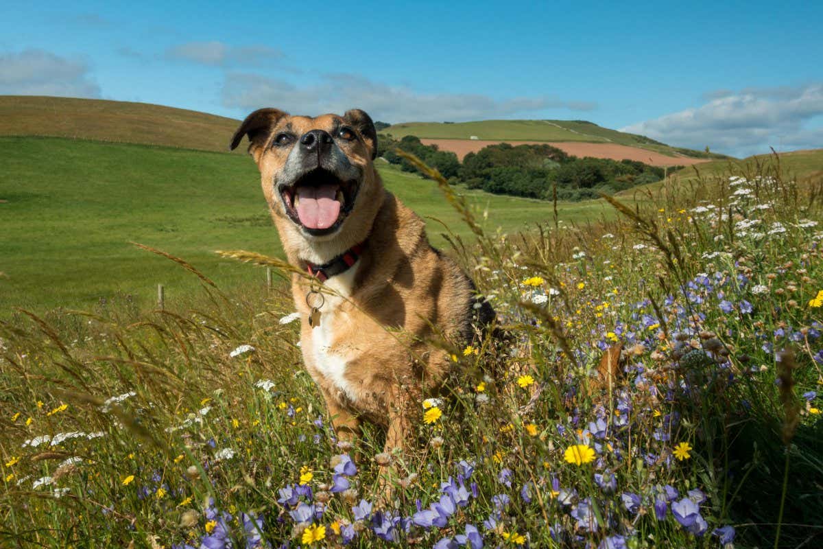 W57KD8 Panting happy dog sitting in a beautiful wildflower patch at St Abbs Head Nature Reserve, Scotland on a hot summer's day