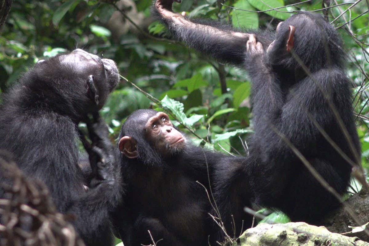 Three chimps